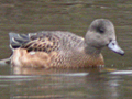 American Wigeon